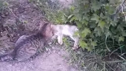 В Джети-Огузском районе домашний кот поймал дикого зайца. Видео