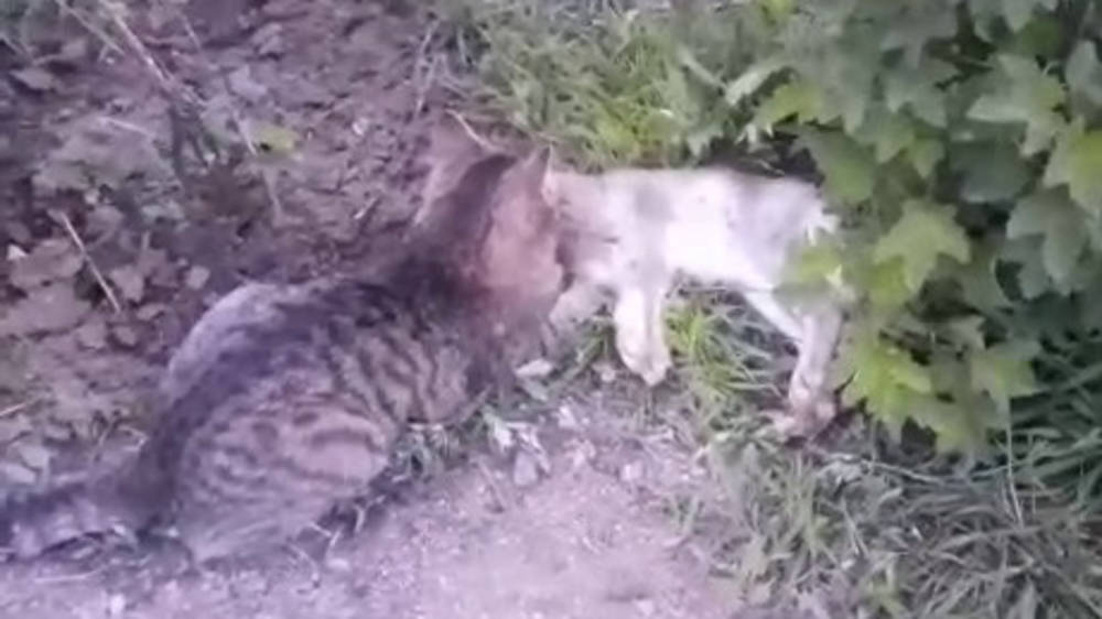 В Джети-Огузском районе домашний кот поймал дикого зайца. Видео