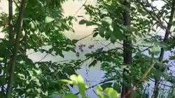 Утка с утятами плавает в БЧК. Видео