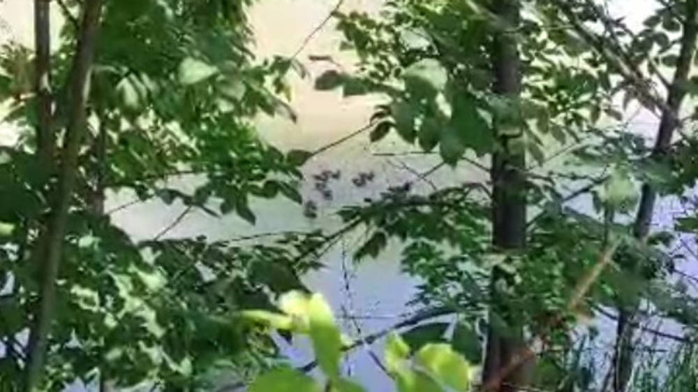 Утка с утятами плавает в БЧК. Видео