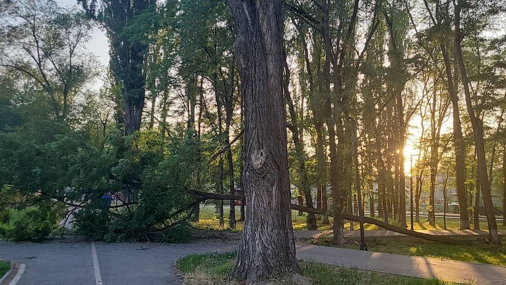 В парке Тулебердиева упало дерево и оборвало провода. Фото