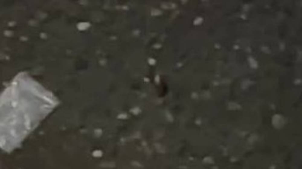 Горожанин жалуется на тараканов в районе ЦУМа. Видео