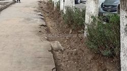 Факт повреждение корней дубов при рытье арыков будет передан в муниципальную инспекцию, - «Бишкекзеленхоз»