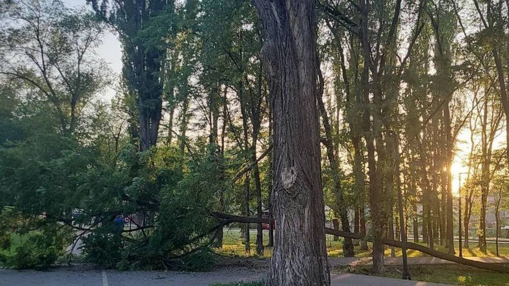Упавшее в парке Тулебердиева дерево прогнило изнутри, - «Бишкекзеленхоз»