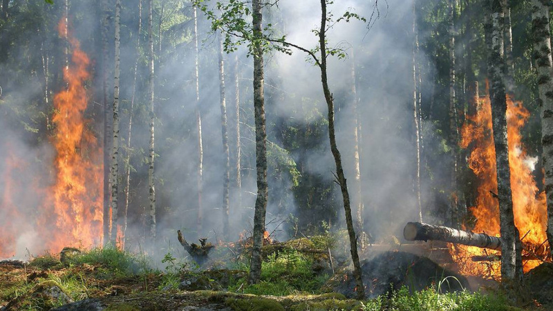 Police consider three versions of causes of fire in east of Kazakhstan - Vimarsana News