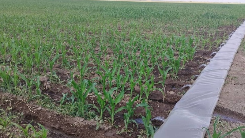 New techniques to conserve irrigation water used by farmers of Moskovskiy district - Vimarsana News