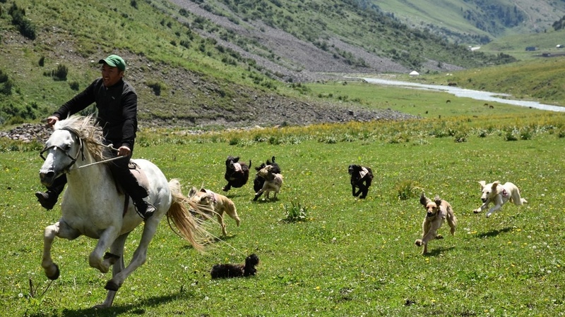 Festival of Taigan breed dogs will be held at Burana Tower - Vimarsana News