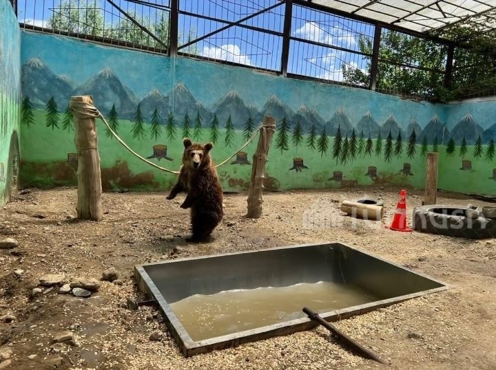 Sole zoo in Kyrgyzstan welcomes bear cub named Maya - Vimarsana News