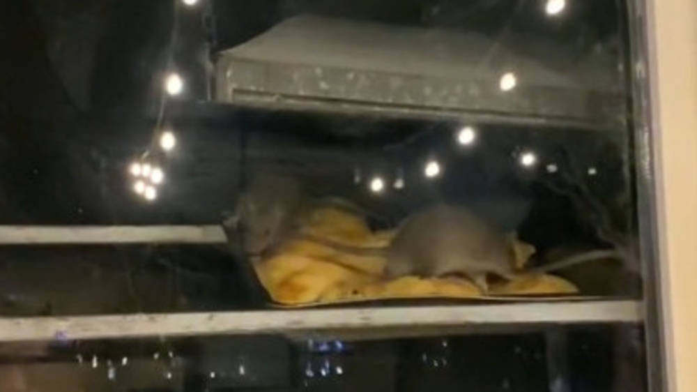 В кафе «Рахат Лукум» по самсам бегают крысы. Видео