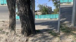 Горожанин просит спасти замурованное дерево на остановке на пересечении улицы Фучика и проспекта Жибек Жолу
