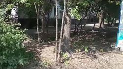 Горожанин сообщает о сухом дереве в 9 мкр. Видео