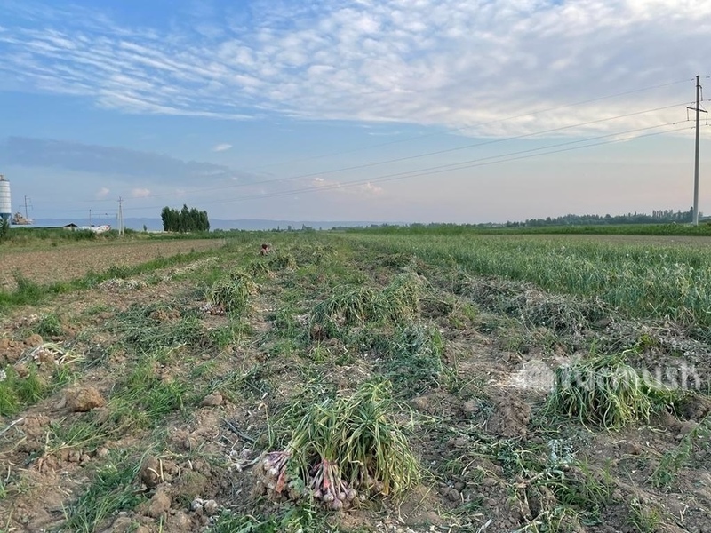 Farmers of planted vegetables on 950 hectares of land