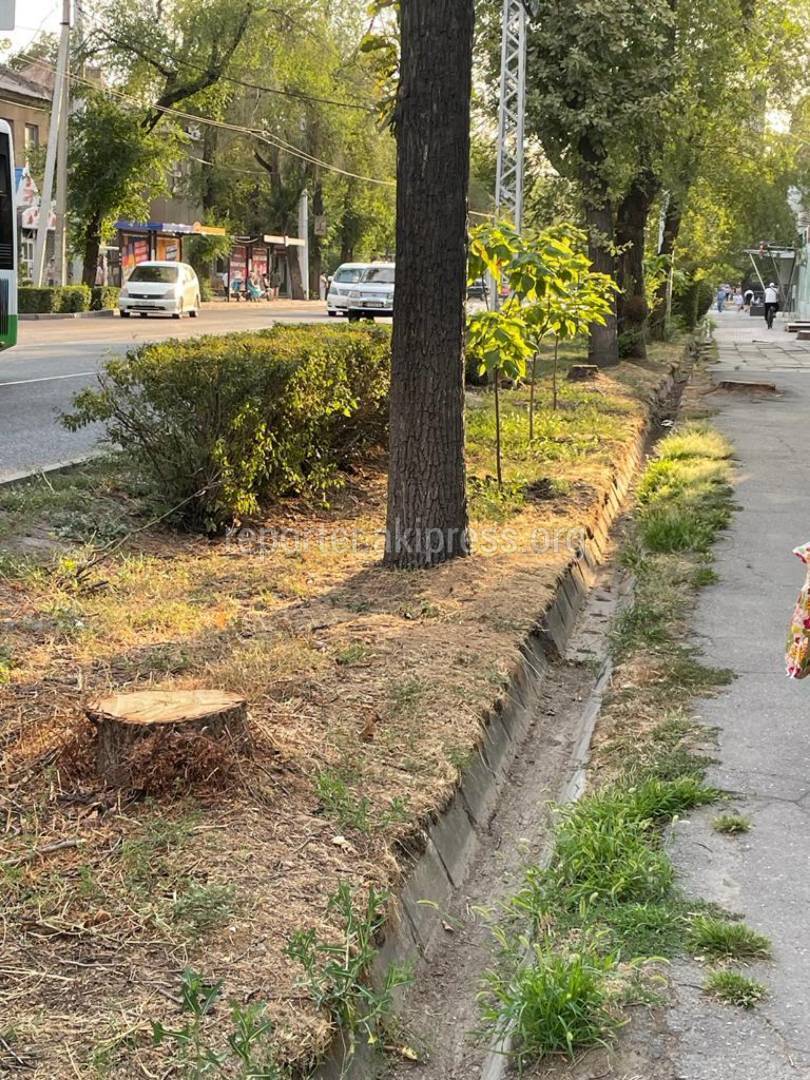 Горожанин: Зачем срубили дерево по улице Московская?