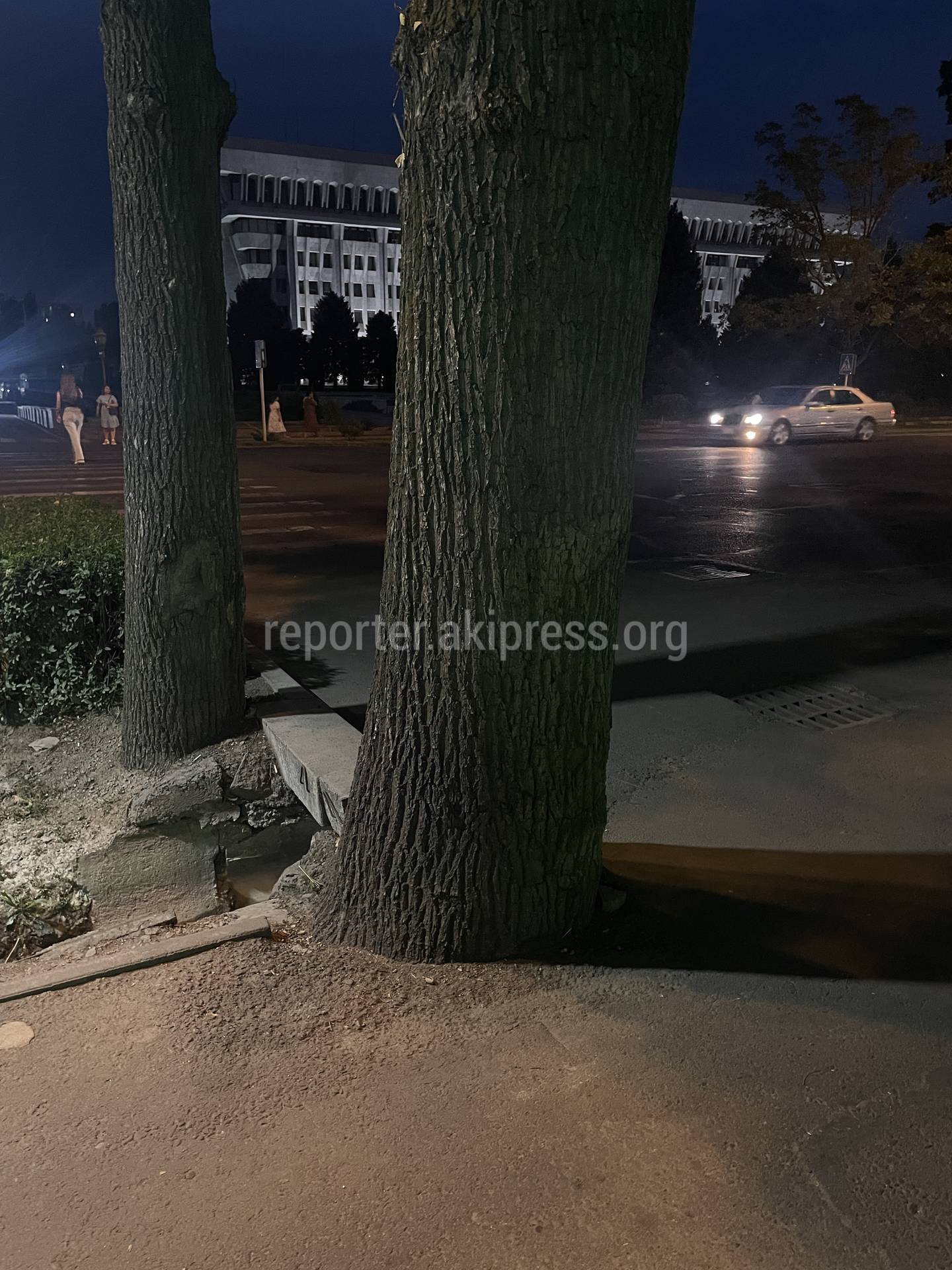 Возле Белого дома ствол дерева укатан в асфальт. Фото