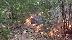 Второй раз за неделю горит парк Ататюрка. Видео горожанина