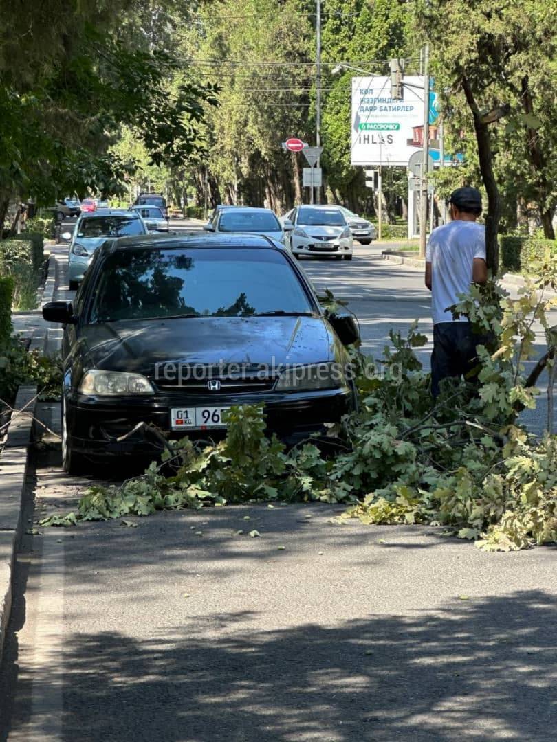 На бульваре Эркиндик на «Хонду» упала ветка дерева