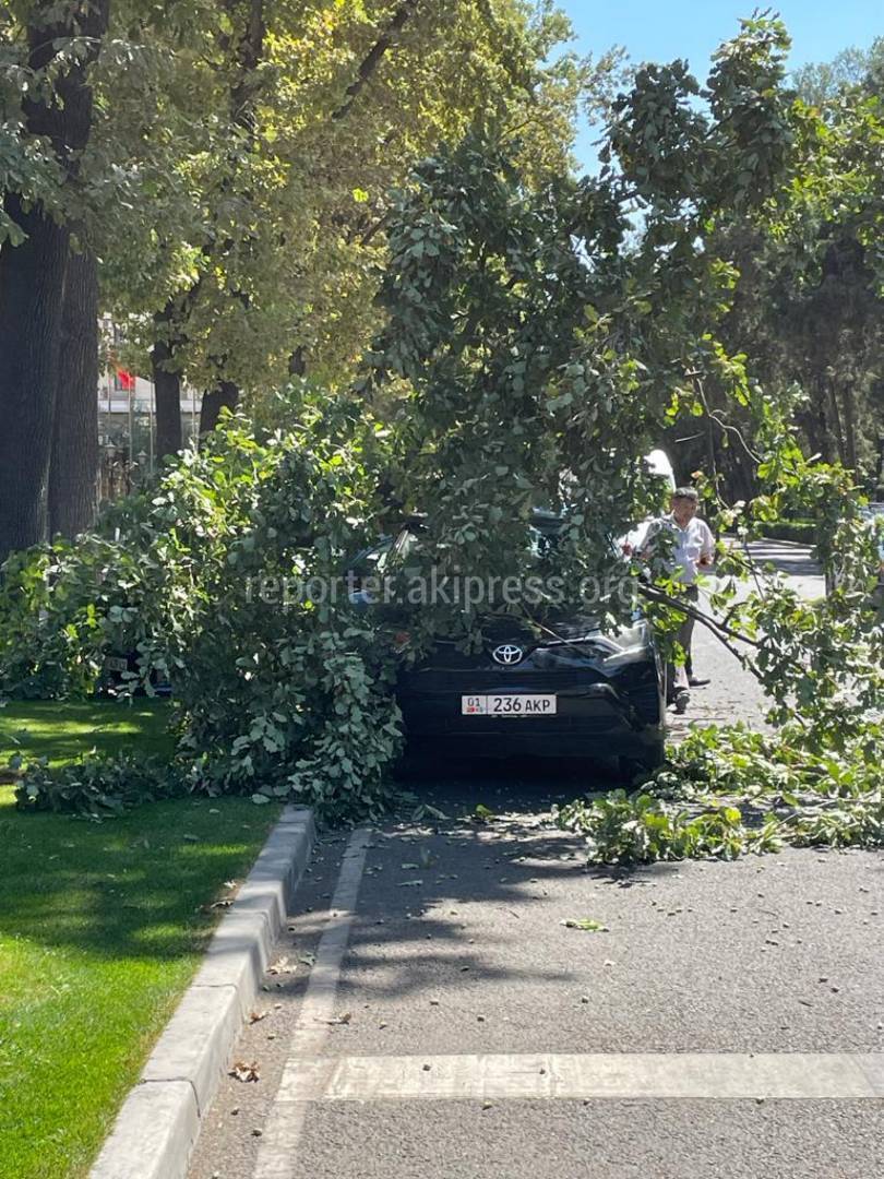 На Эркиндик—Московской ветка дерева упала на «Тойоту»