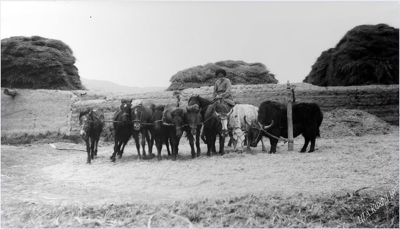 Archival photo: threshing wheat with help of horses and bulls 97 years ago - Vimarsana News