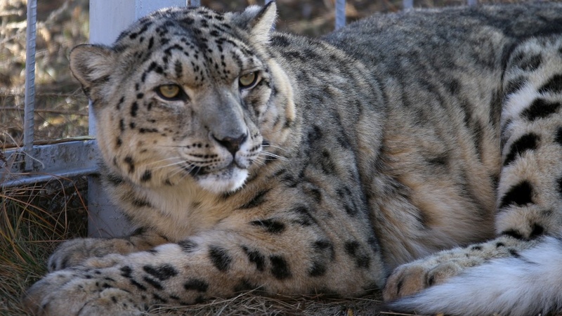 449 snow leopards live in Kyrgyzstan - Vimarsana News