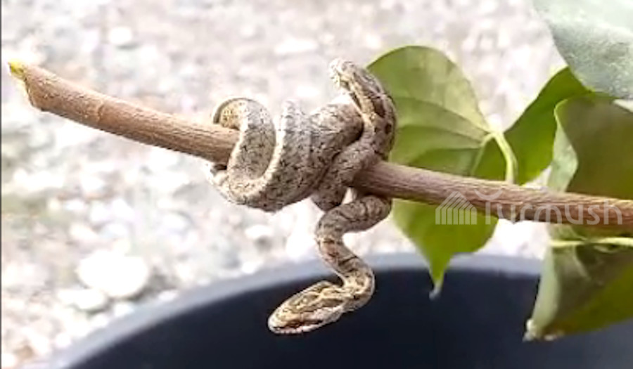 Ученые создали робота-змею в стиле оригами (видео)