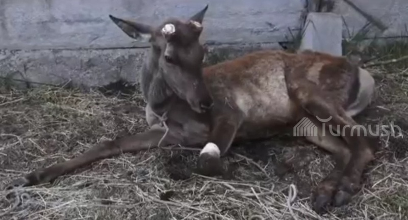 One of red deer reintroduced in Talas from Altai region sustained leg injury - Vimarsana News