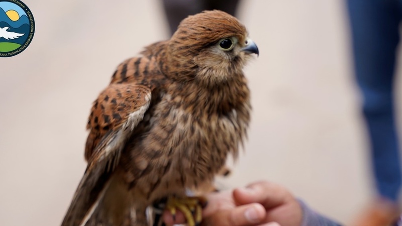 Falcons and eagles that were used for photos released in Issyk-Kul - Vimarsana News