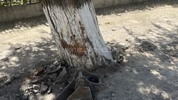 В Бишкеке при реконструкции тротуаров повредили деревья
