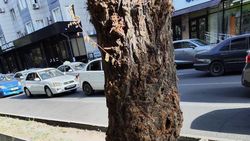 Почему в Бишкеке не спиливают пораженные дровосеком деревья? - горожанин