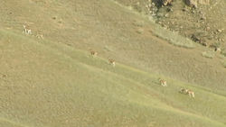 Архары в природном парке «Хан-Тенири». Видео