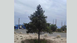 В Балыкчы елки, которые посадили вдоль дороги, никто не поливает, - житель