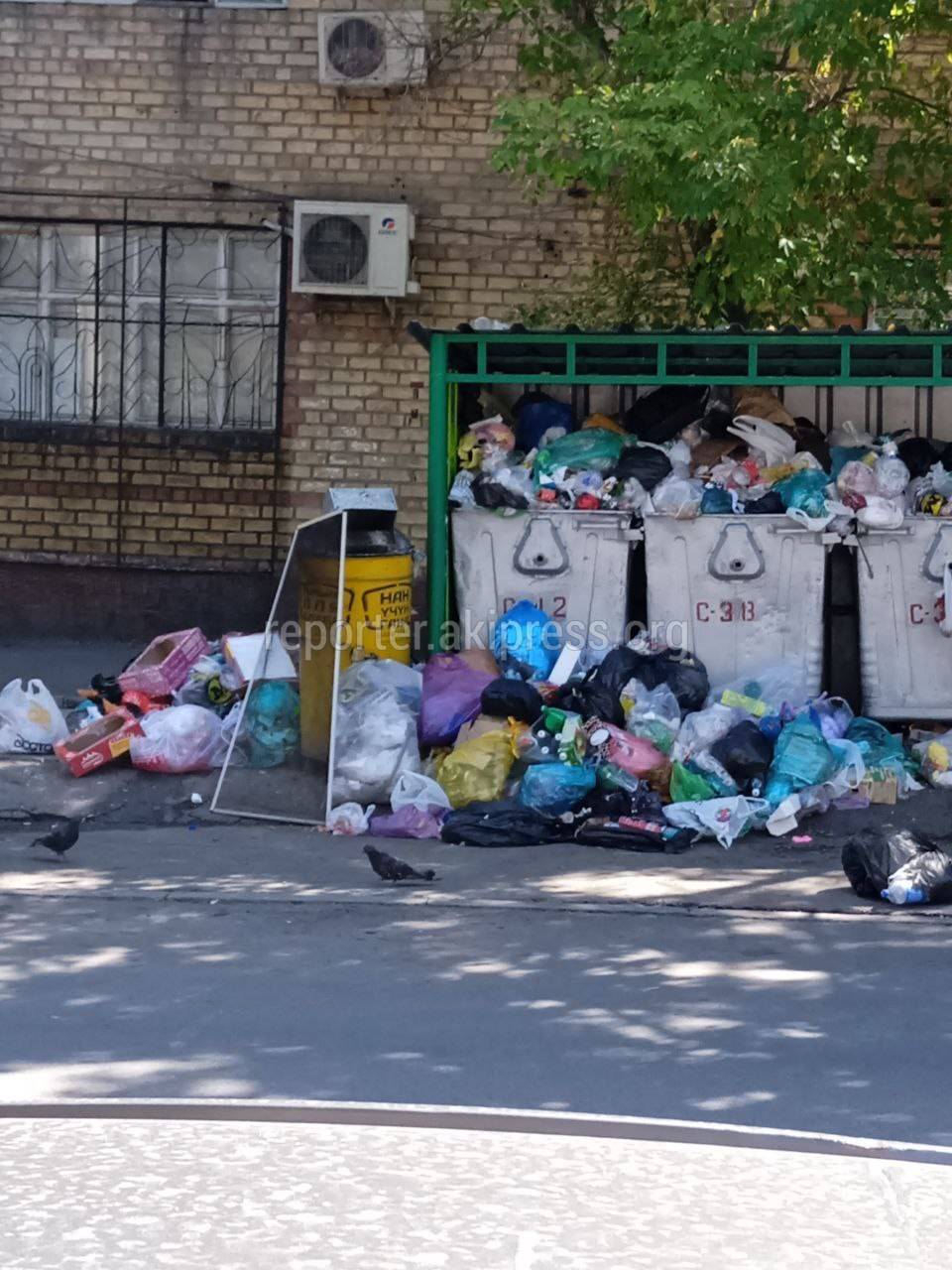 На ул.Шопокова пакеты с мусором вываливаются из баков. Фото