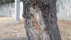 Возле школы №15 дерево может упасть на дорогу. Фото горожанина