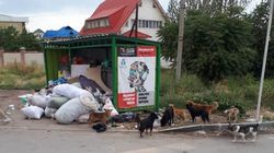 Стая бродячих собак в Ак-Өргө. Фото жителя