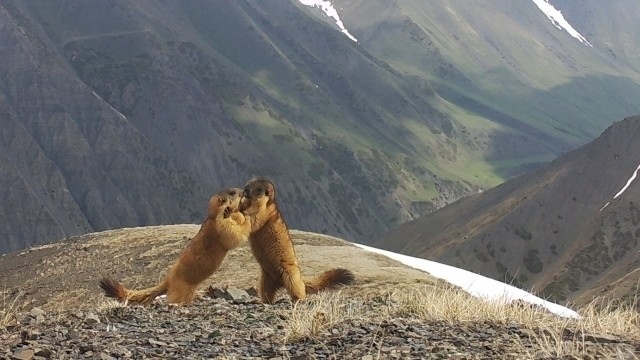Camera traps capture diverse wildlife in Kyrgyz nature reserves ...