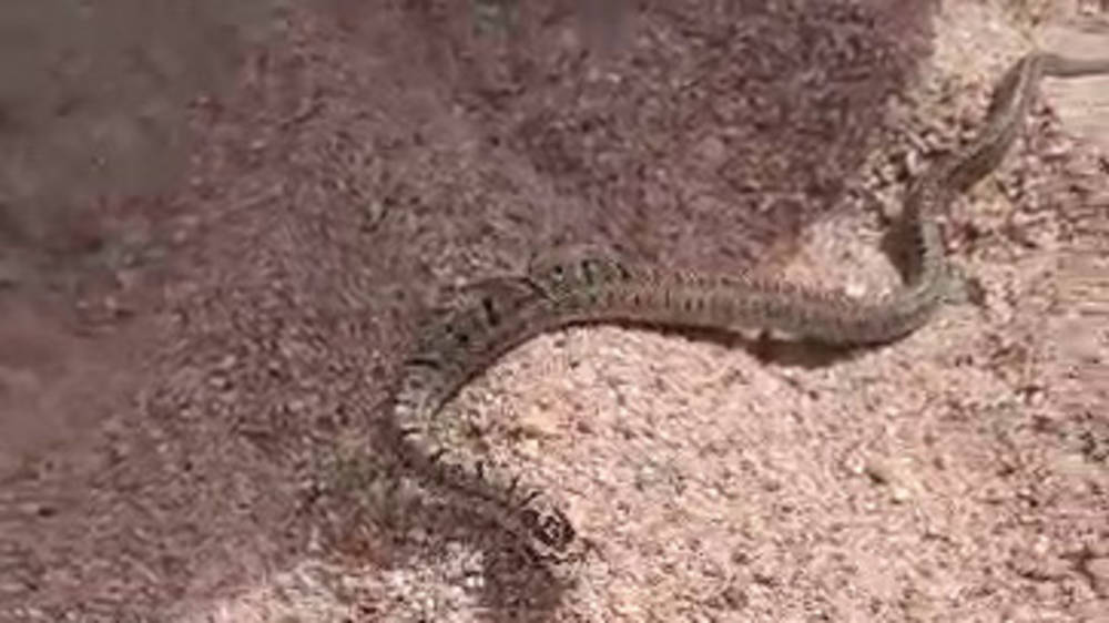Еще одна змея на пляже Иссык-Куля. Видео
