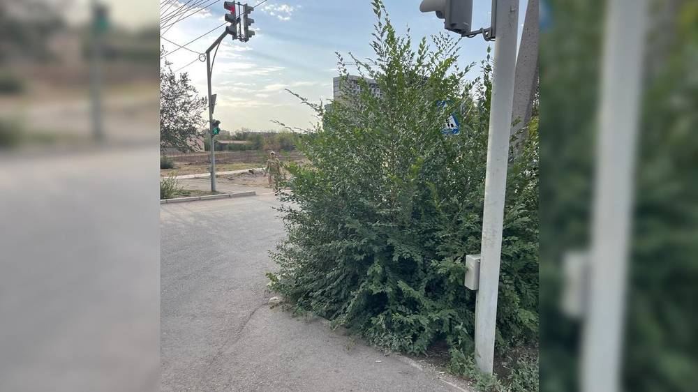 На ул.Анкара кустарник закрывает обзор водителям. Видео