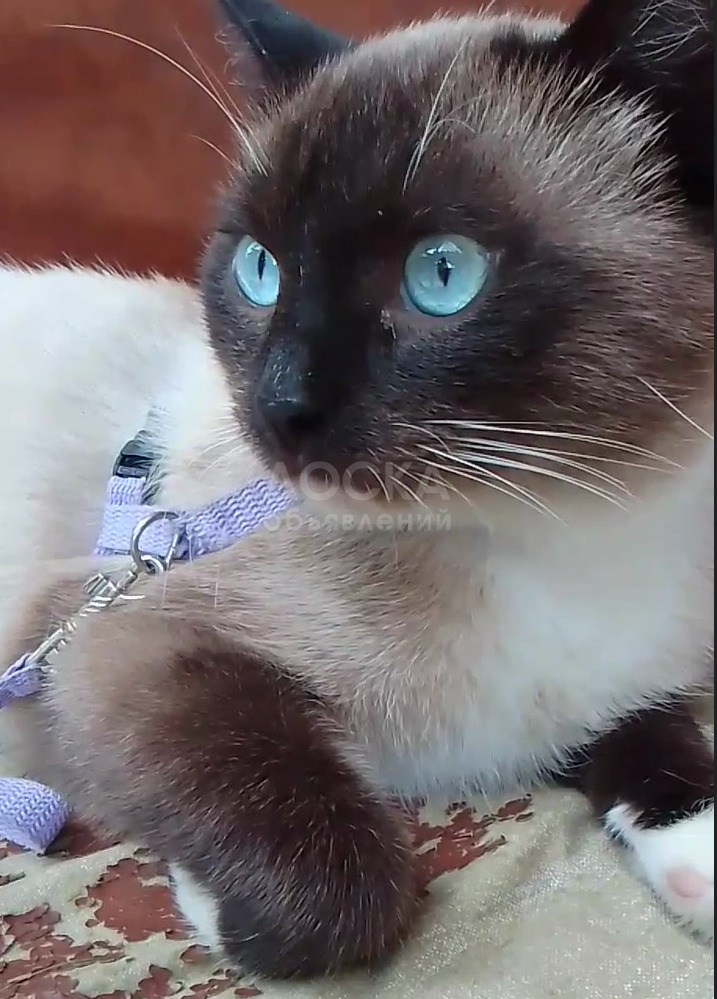 Подарю Муркиза, красивого редкого породистого молодого кота Тайский Бокс