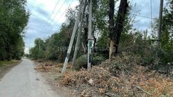 «Бишкекзеленхоз» не срезал деревья вдоль БЧК, нарушители будут наказаны