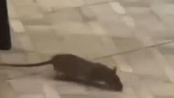 В заведении «Эки дос» бегает крыса. Видео