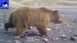 Краснокнижные бурые медведи попали в объективы фотоловушек в природном парке «Хан-Тенири»