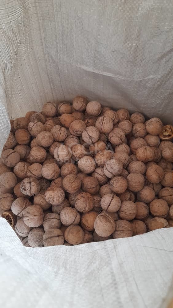 Грецкие орехи. Урожай 2023 года. Орехи легко чистятся, скорлупа тонкая. Есть примерно 55 килограмм.