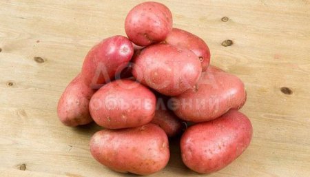 Семенной картофель из Беларуси. Картофель Журавинка
