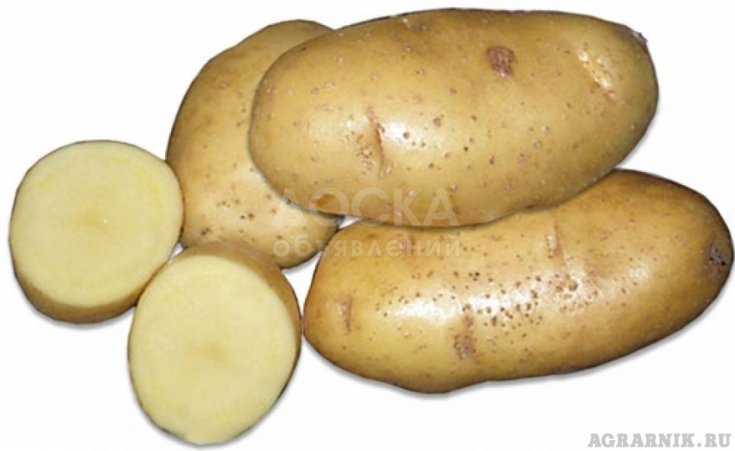 Семенной картофель из Беларуси. Картофель Скарб