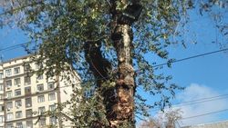 Горожанка предлагает спилить дерево-чудовище на остановке на Советской. Ответ мэрии