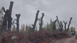 Житель Сокулукского района срубил многолетние ивы напротив своего дома, - горожанин