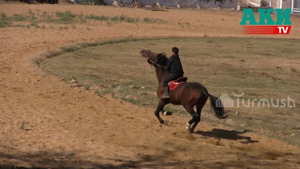 bocil sultan видео