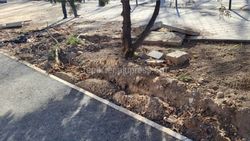 Ремонт тротуара по Медерова еще не завершен, - «Бишкекасфальтсервис»