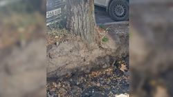 Горожанин жалуется на качество нового асфальта на участке улицы Боконбаева и вырытую яму у основания дерева