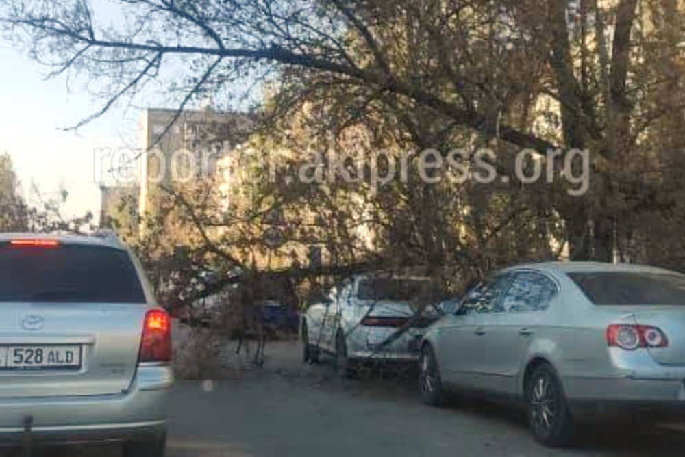 Сотрудники «Бишкекзеленхоза» убрали упавшее на авто дерево