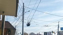 На Горького-Панфилова на проводах висит кусок дерева. Фото